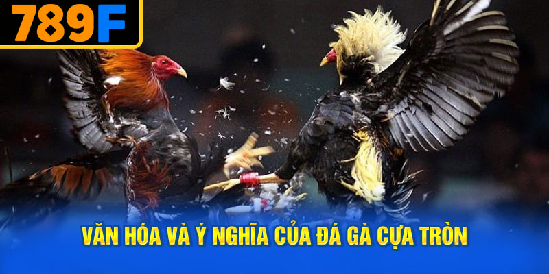 Văn Hóa và Ý Nghĩa Của Đá Gà Cựa Tròn