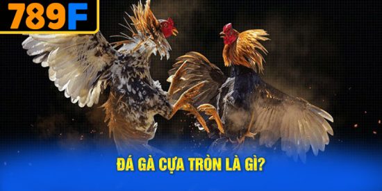 Đá Gà Cựa Tròn Là Gì?