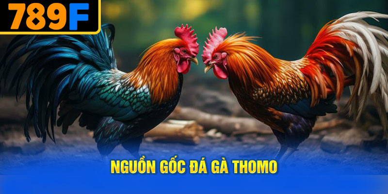 Nguồn Gốc Đá Gà Thomo